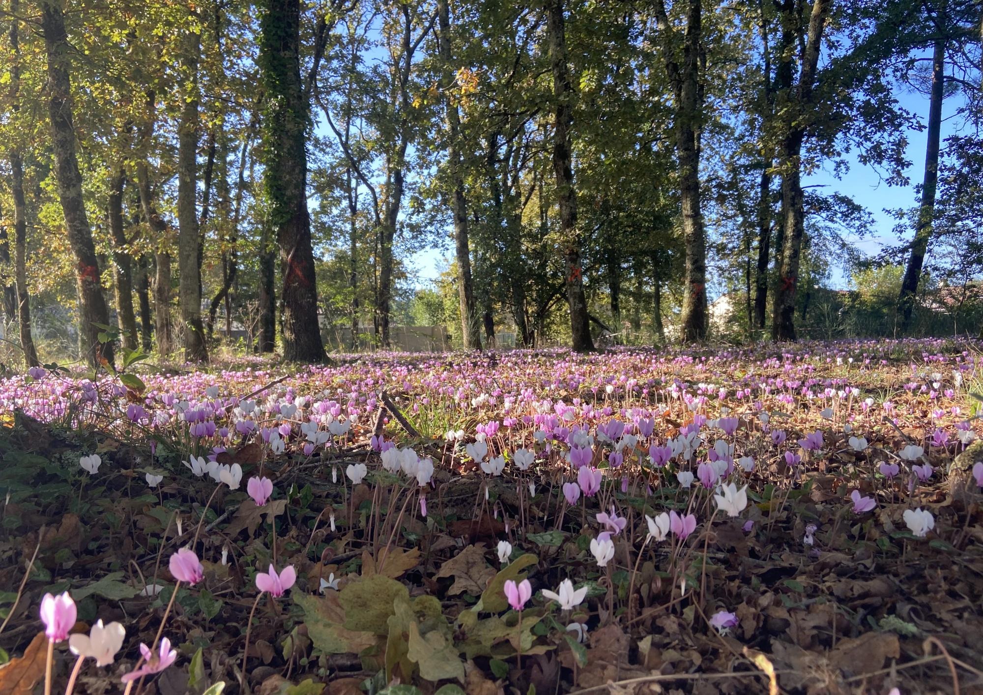 Lot 3 lotissement Le Sans Soucis Saint medard en jalles. Grand terrain à batir à vendre